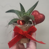 Valentine Succulent