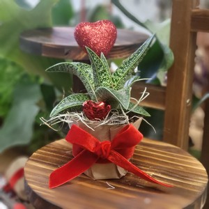 Valentine Succulent